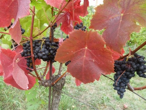 vinice