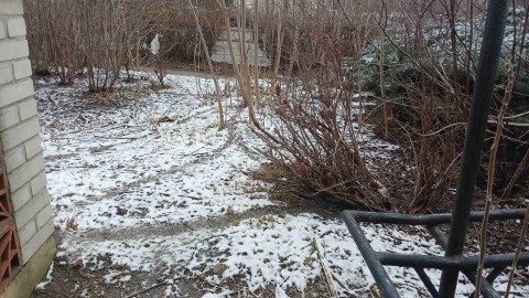 Cestičky od potkanů