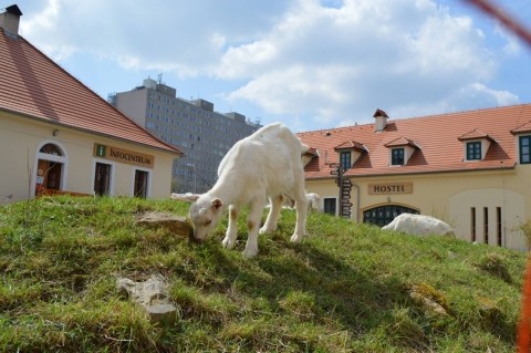 Toulcův dvůr