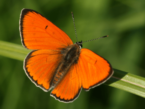 Ohniváček černočárný (Lycaena dispar) je novým přírůstkem do fauny denních motýlů Prahy. Jedná se o snadno určitelný druh. A protože se v Praze pozvolna šíří, lze při pomoci veřejnosti očekávat nálezy z řady nových lokalit. Nejčastěji jej můžeme zastihnout na vlhkých loukách či v okolí vodních toků, kde rostou šťovíky, na kterých se vyvíjejí jeho housenky. (Foto: Marek Vojtíšek) 